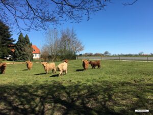 undervisningsmateriale om kvæg til temaerne Landbrug og pattedyr.
