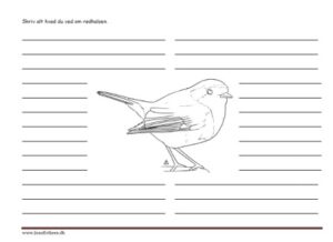 Skriv alt hvad du ved om rødhalsen. Skriveark til faglitteratur. Fugle.