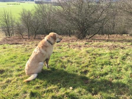 Skriveark med hunden Møffe. Undervisningsmaterialer.