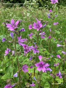 Danske blomster: Katost