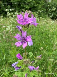 Danske blomster: Katost
