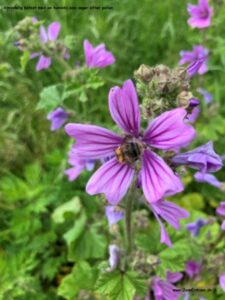Danske blomster: Katost med humlebi.