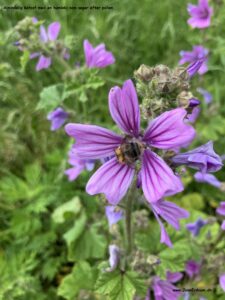 Danske blomster: Katost med humlebi.