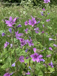 Danske blomster: Katost