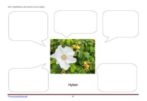 Skriv i talebobler om hyben bær og roser til undervisningen i temaerne skoven, blomster, sommer og frugt og grønt.