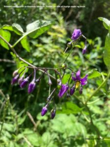 Danske blomster: Bittersød natskygge