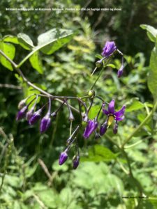 Danske blomster: Bittersød natskygge