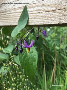 Danske blomster: Bittersød natskygge