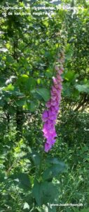Danske blomster: Digitalis