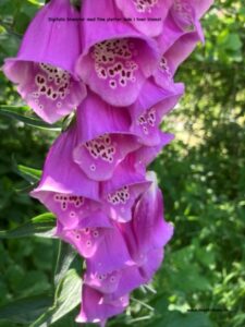 Danske blomster: Digitalis