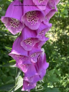 Danske blomster: Digitalis