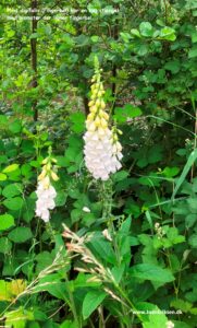 Danske blomster: Digitalis