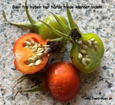 Hyben bær og roser til undervisningen i temaerne skoven, blomster, sommer og frugt og grønt.