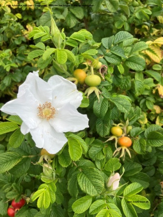 Hyben bær og roser til undervisningen i temaerne skoven, blomster, sommer og frugt og grønt.