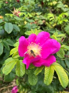 Hyben bær og roser til undervisningen i temaerne skoven, blomster, sommer og frugt og grønt.