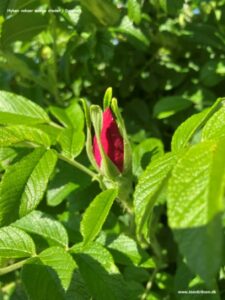 Danske blomster: Hyben