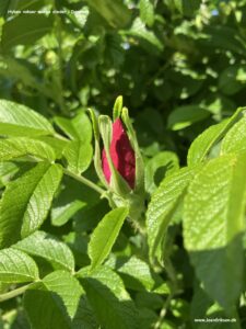 Danske blomster: Hyben