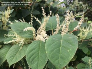 Danske blomster: Japansk pileurt