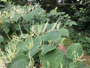 Danske blomster: Japansk pileurt