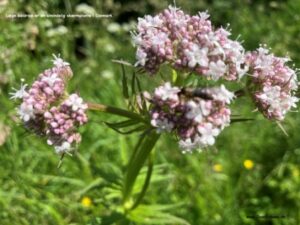 Danske blomster: Læge baldrian.