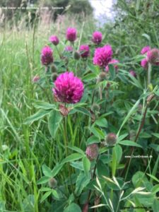 Danske blomster: Rød kløver.