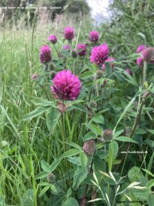Danske blomster: Rød kløver.