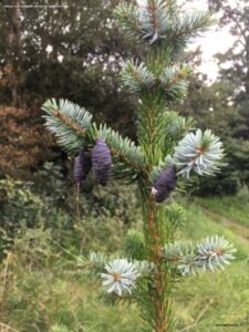 Danske blomster: Sortgran