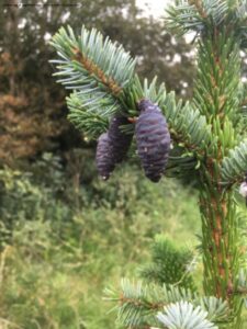 Danske blomster: Sortgran