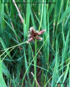 Danske blomster: Strand kogleaks.