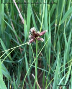 Danske blomster: Strand kogleaks.