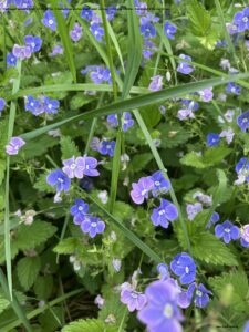 Danske blomster: Tveskægget Ærenpris
