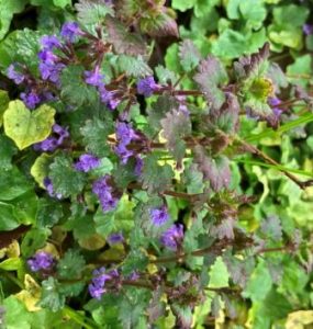 Online broderiudfordring med sting og farver